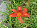 Flower in the side garden